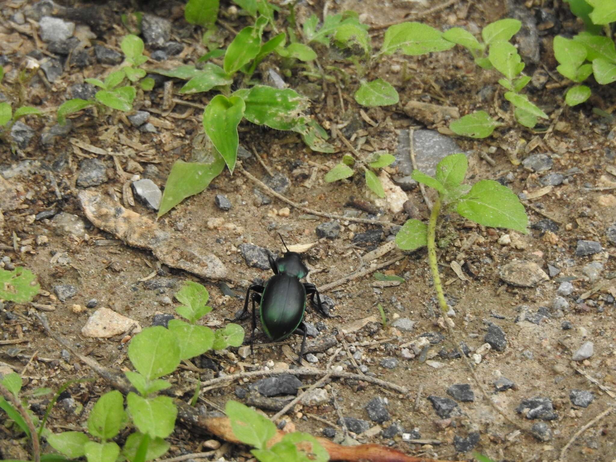 Image of Calosoma (Blaptosoma) atrovirens Chaudoir 1869