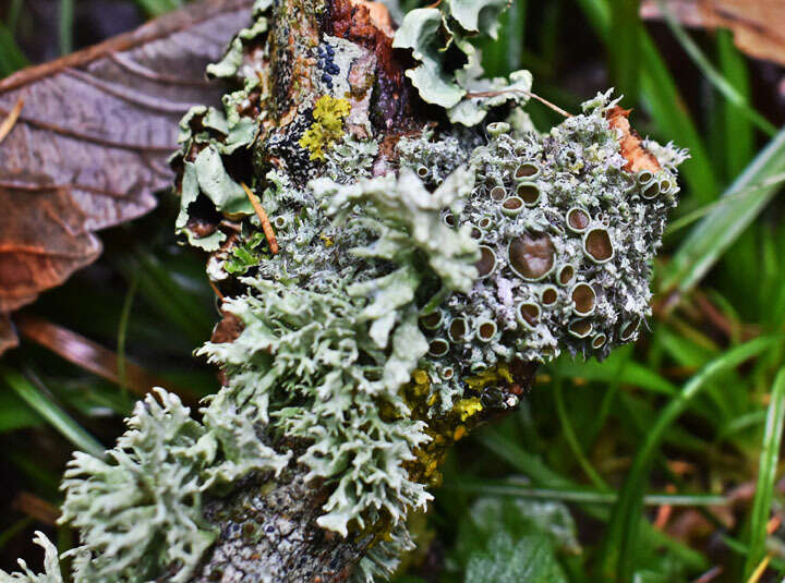 Image of rosette lichen