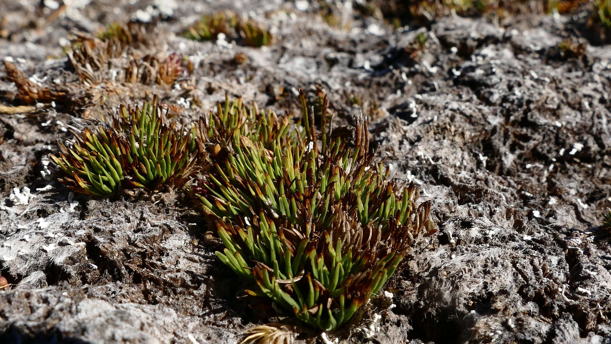 Sivun Oreobolus pectinatus Hook. fil. kuva