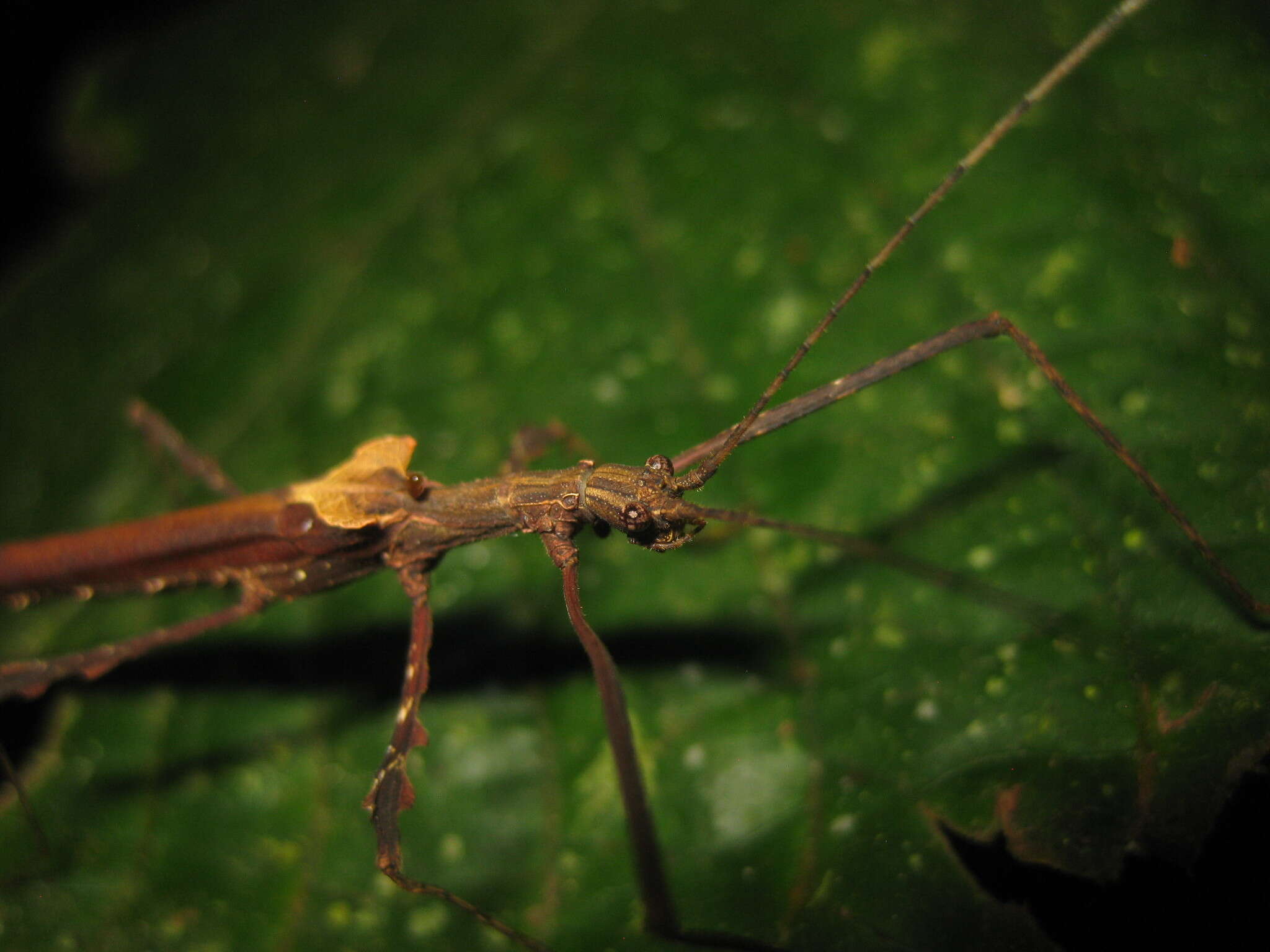 Image of Ignacia auriculata (Bolívar 1896)