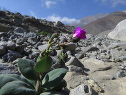 Image of Cistanthe cachinalensis (Phil.) Peralta & D. I. Ford