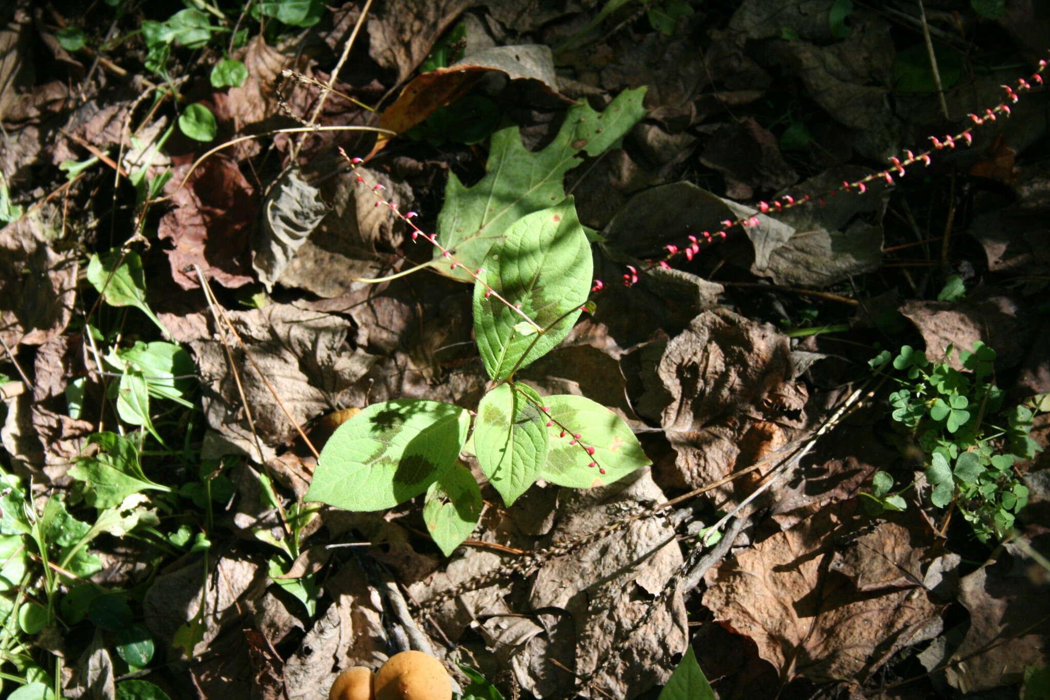 Image of Persicaria filiformis (Thunb.) Nakai