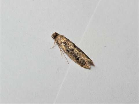 Image of Brown-dotted Clothes Moth