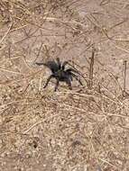 Image of Tuscan Bronze Tarantula