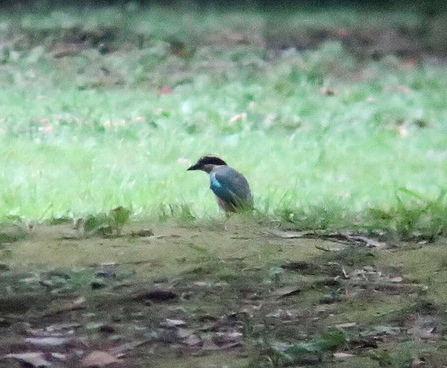 Image of Fairy Pitta