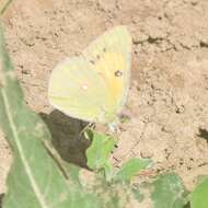 Image of Colias fieldii Ménétriès 1855