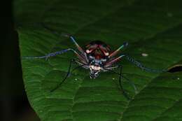 Imagem de Cicindela (Cosmodela) aurulenta Fabricius 1801