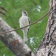 Image de Tephrodornis Swainson 1832