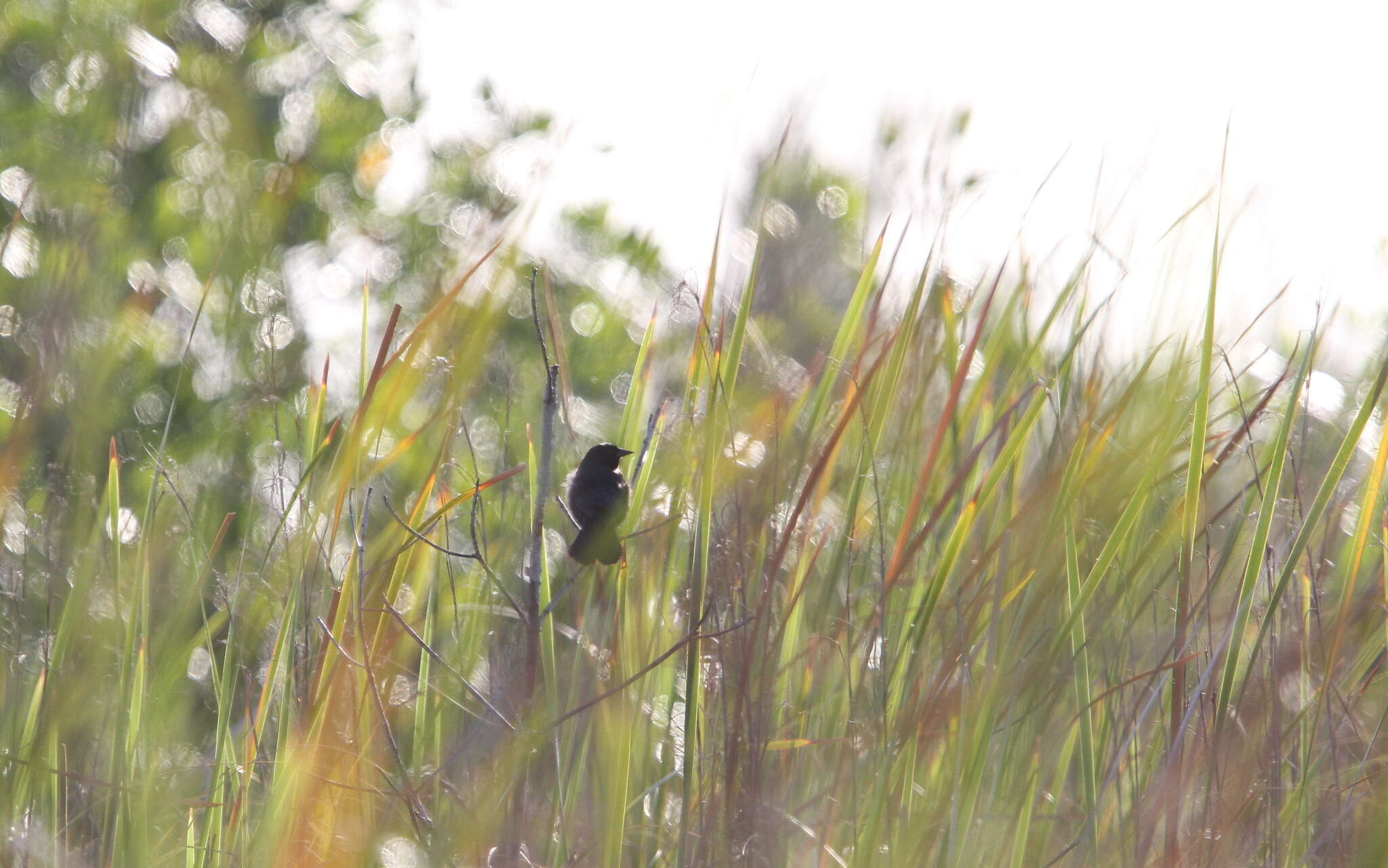 Image of Red-shouldered Blackbird