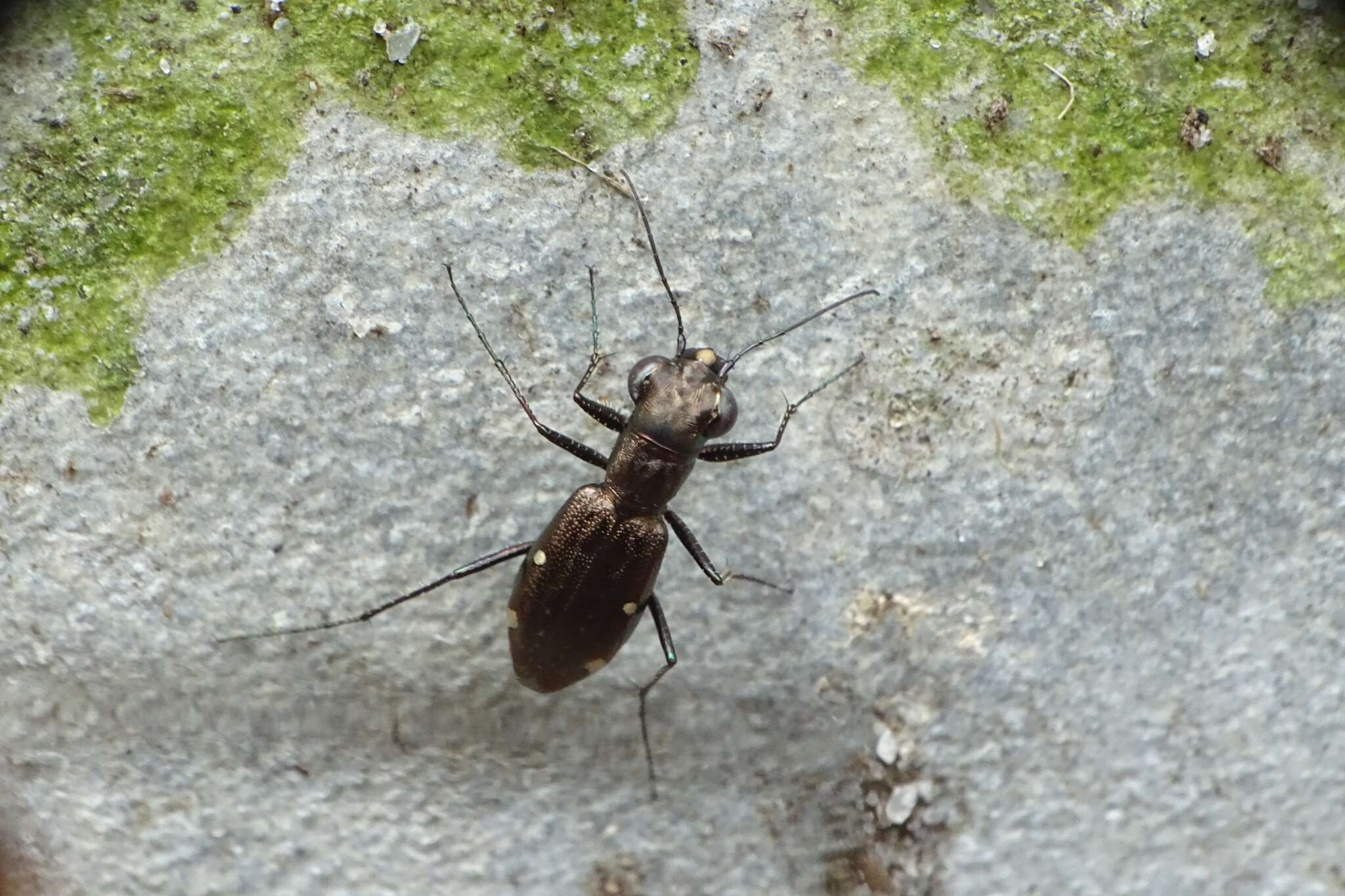 Image of Cylindera (Oligoma) paradoxa (W. Horn 1892)