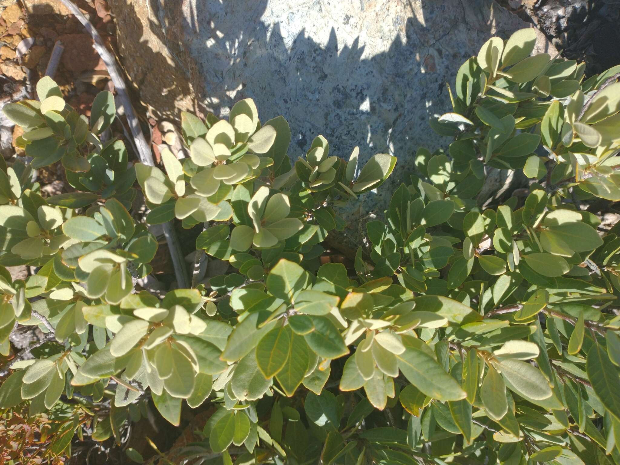 Imagem de Notholithocarpus densiflorus var. echinoides (R. Br. ter) Manos, Cannon & S. H. Oh