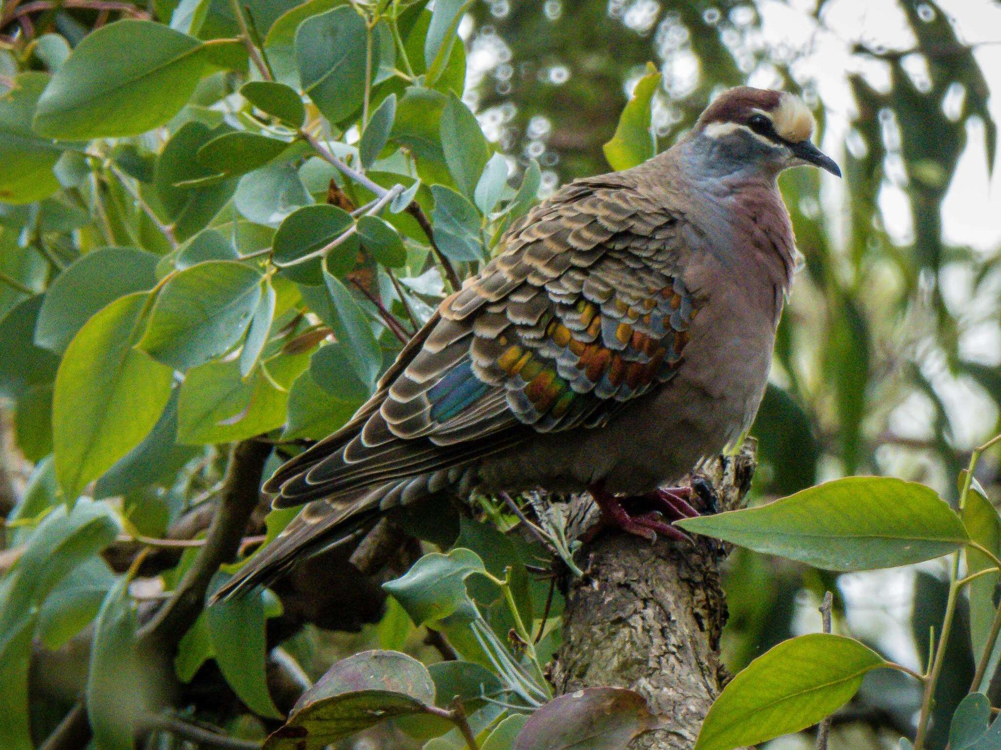 Image of Common Bronzewing