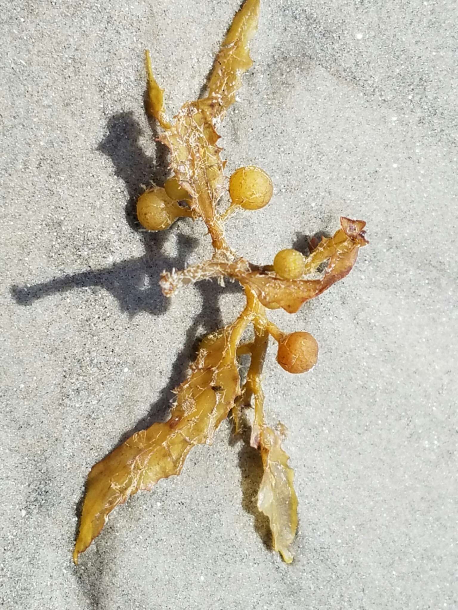 Image of Sargassum fluitans