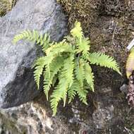 Image of Woodsia polystichoides D. C. Eat.