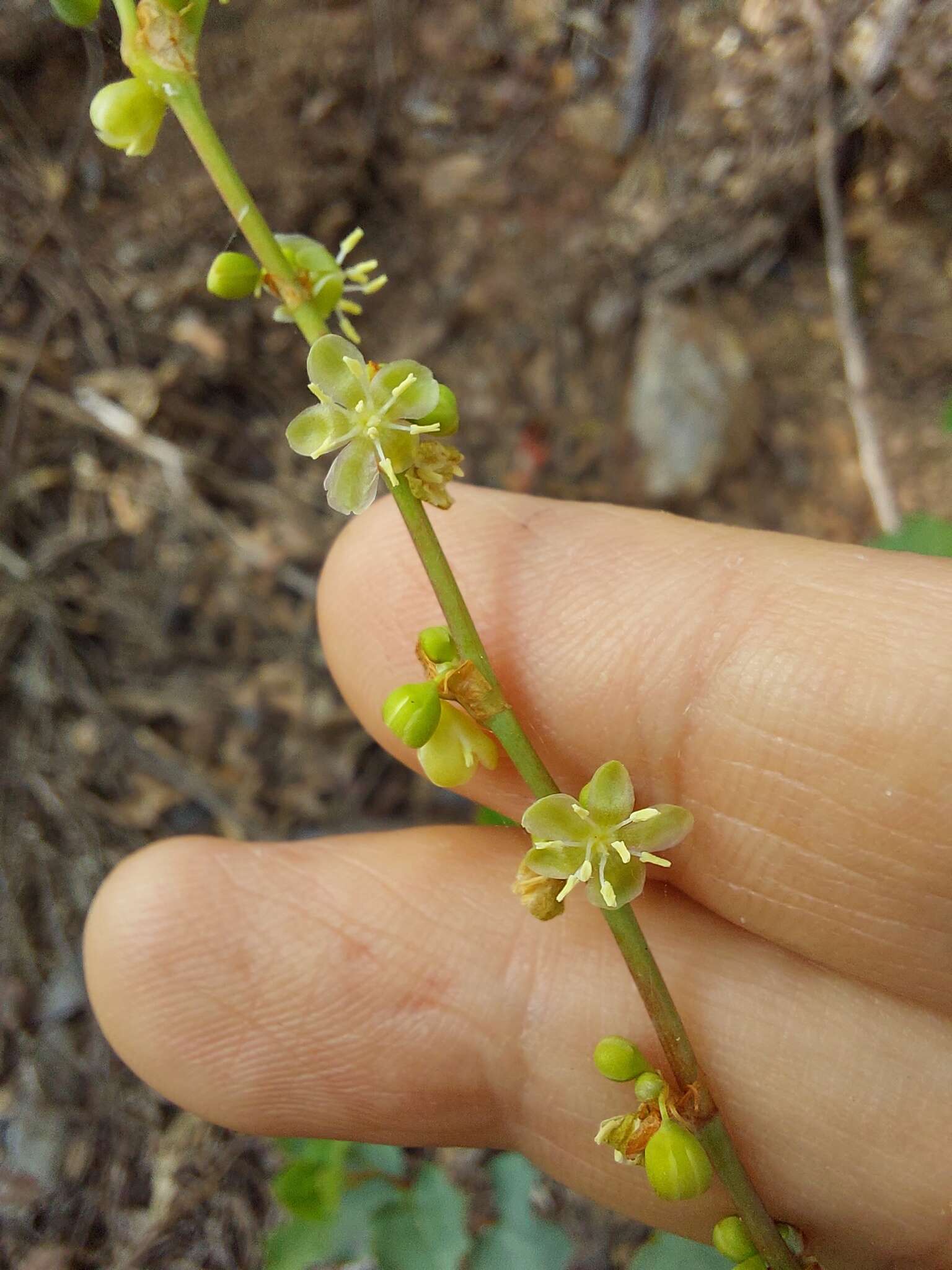 Слика од Muehlenbeckia rhyticarya F. Müll.