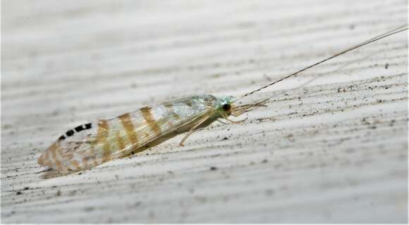 Imagem de Nectopsyche exquisita (Walker 1852)