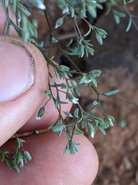 Image of smallflower dwarf-flax