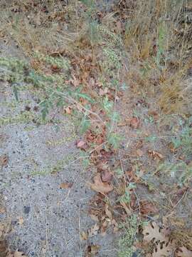 Image of flatspine bur ragweed