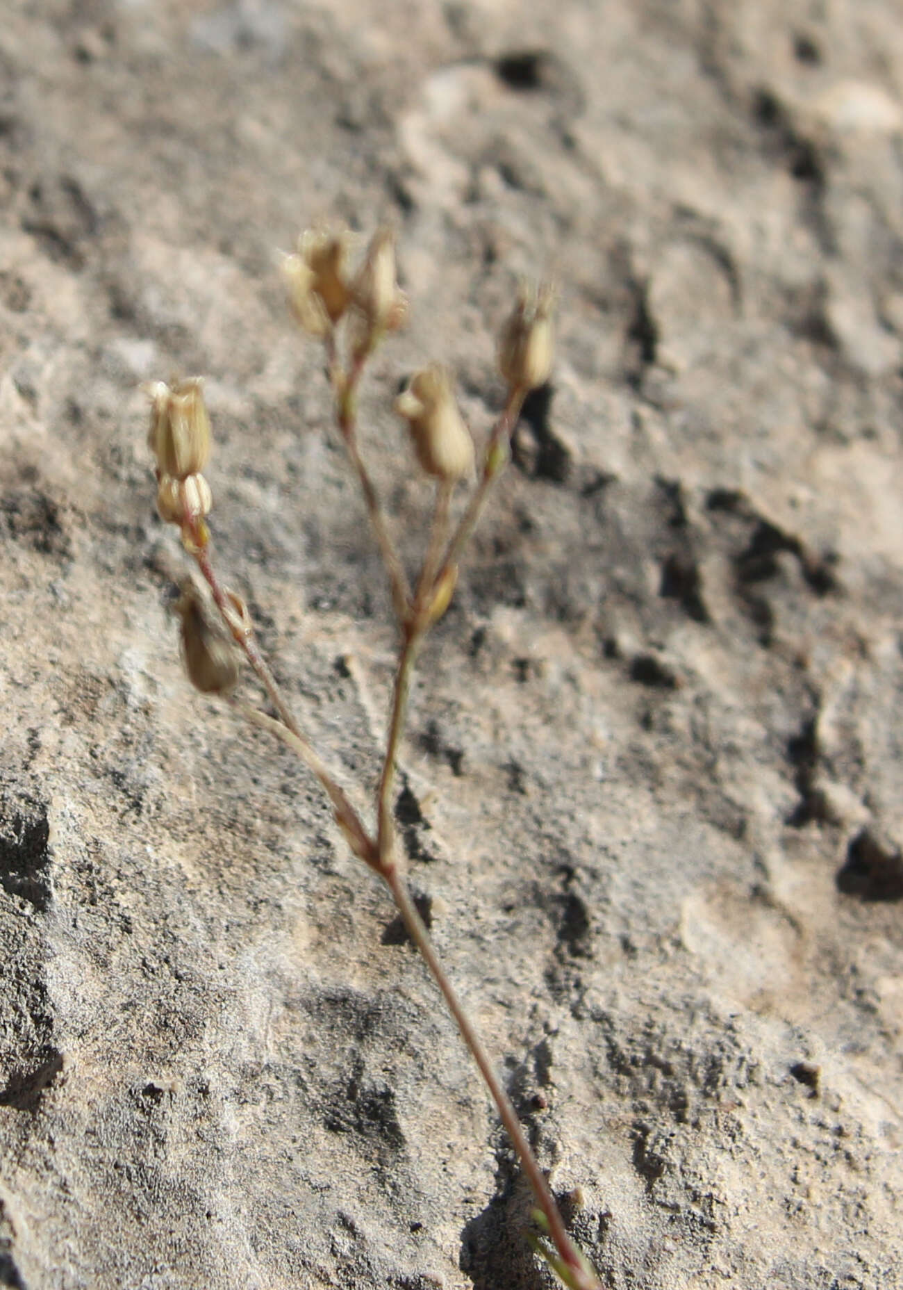 Minuartia hirsuta subsp. oreina Mattf.的圖片