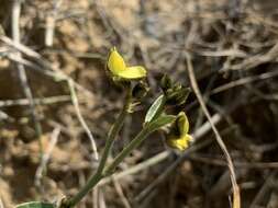 Crotalaria chinensis L. resmi