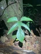 صورة Philodendron quinquelobum K. Krause