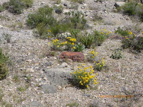 Image of Shockley's goldenhead