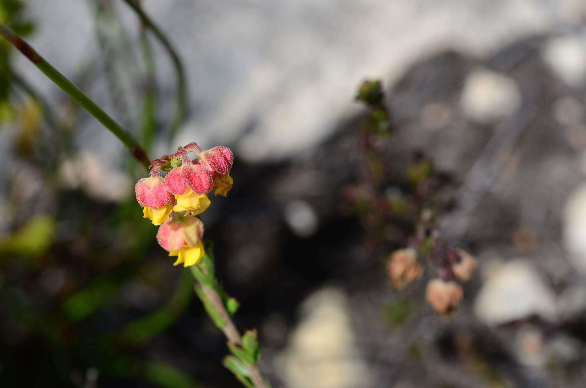 Image of Hermannia concinnifolia Verdoorn