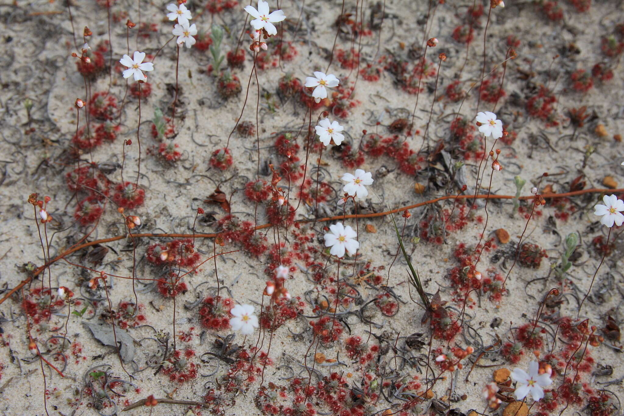 Image de Drosera eneabba N. Marchant & Lowrie