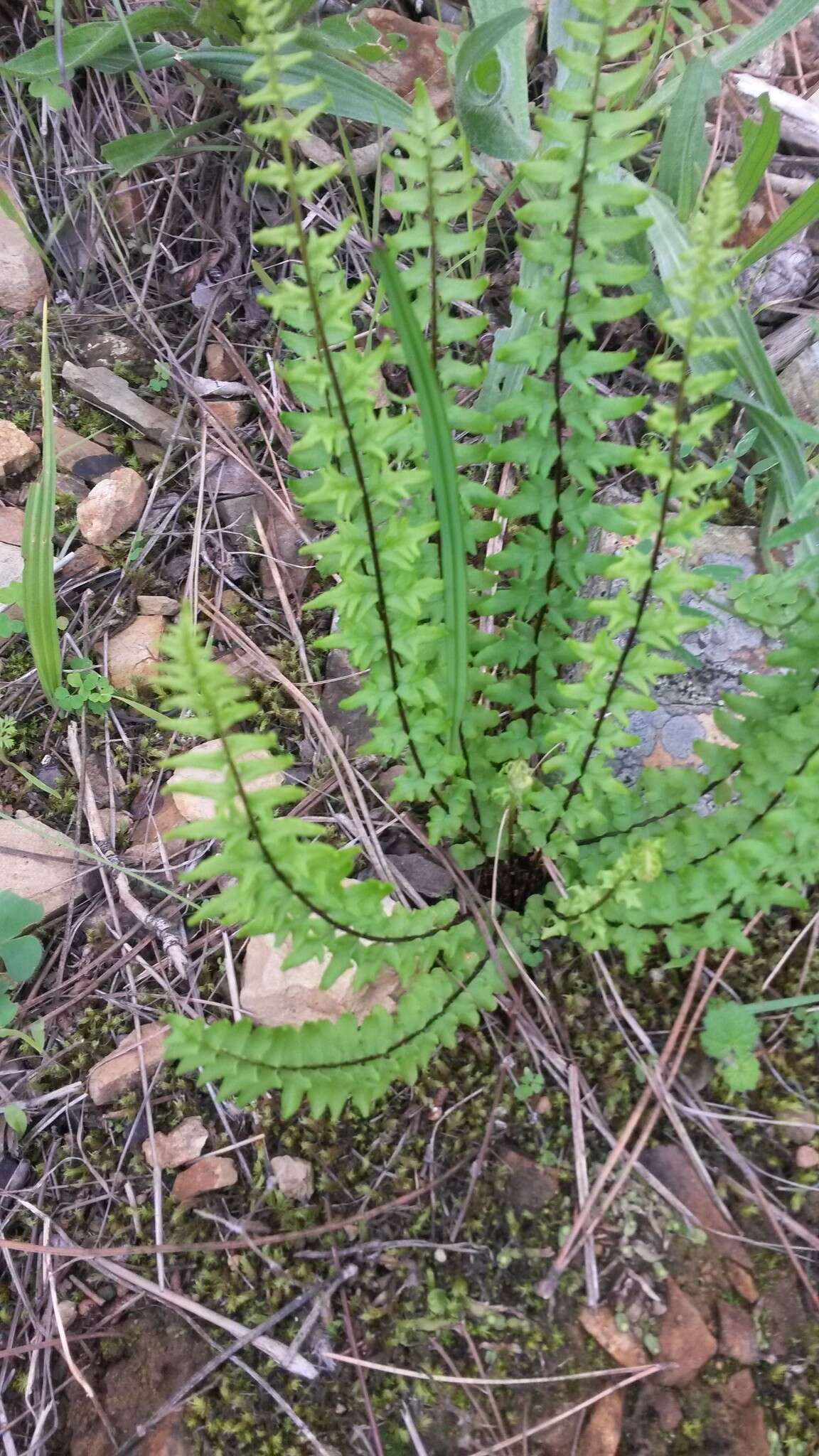 Imagem de Cheilanthes hastata (L. fil.) Kunze