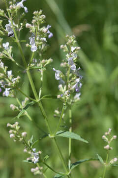 Image of Nepeta nuda subsp. nuda