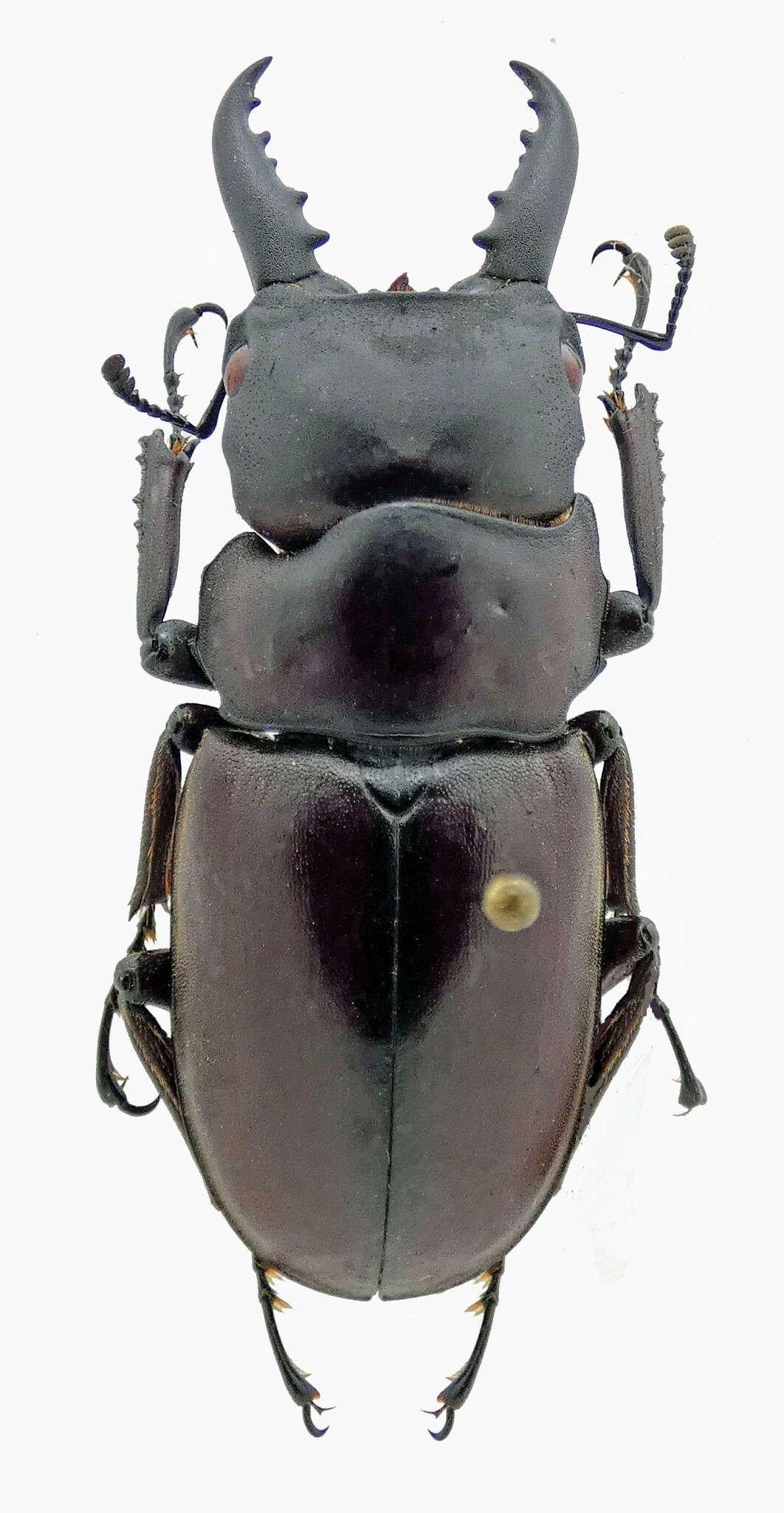 Image of Dorcus lachnosternus lumawigorum (Arnaud & Lacroix 1991)