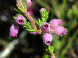 Image of Erica hirtiflora Curt.