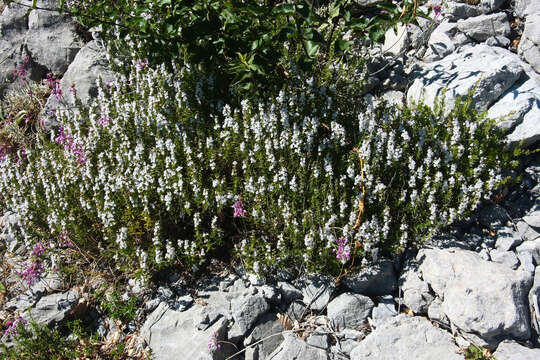 Image of perennial savory