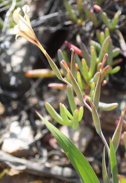 Image of Gladiolus floribundus Jacq.