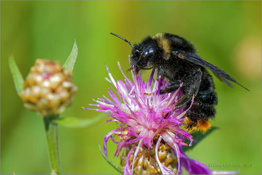 Plancia ëd Bombus rupestris (Fabricius 1793)