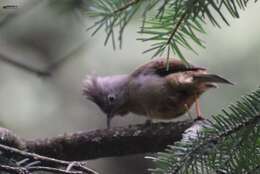 Image of Stripe-throated Yuhina