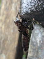 Image of Tropical Cascade Darner