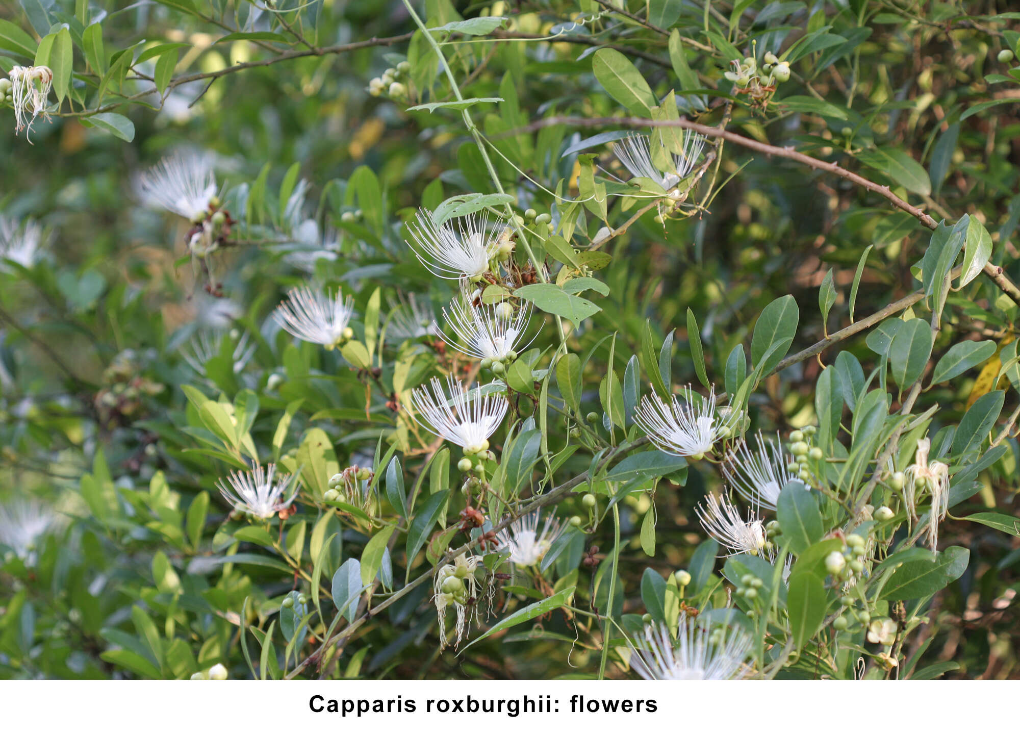 Image de Capparis roxburghii DC.