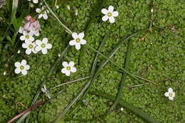 Image de Arenaria balearica L.