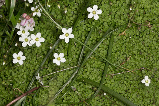 Image of Arenaria balearica L.