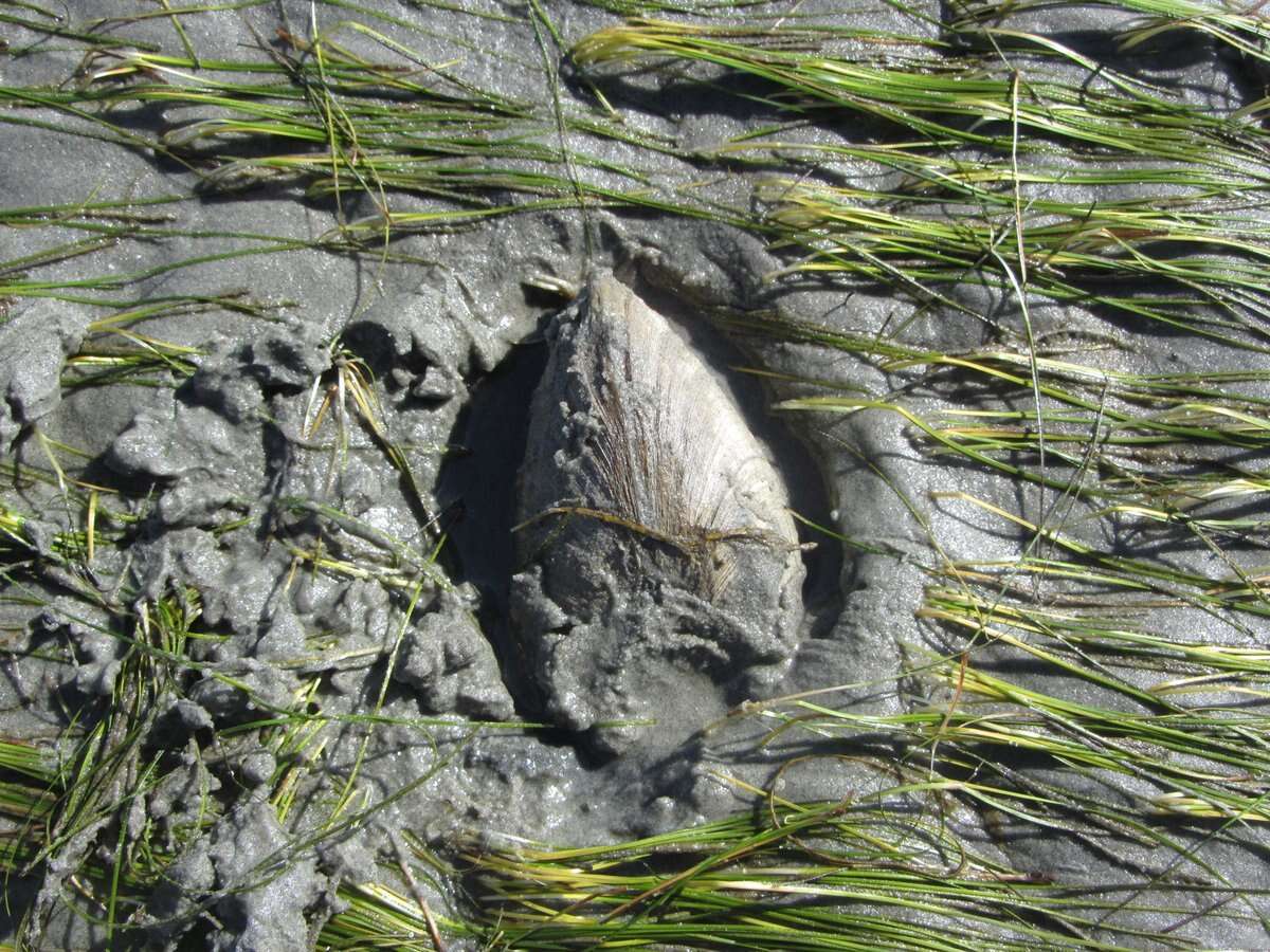 Image of Südliche Quahog-Muschel