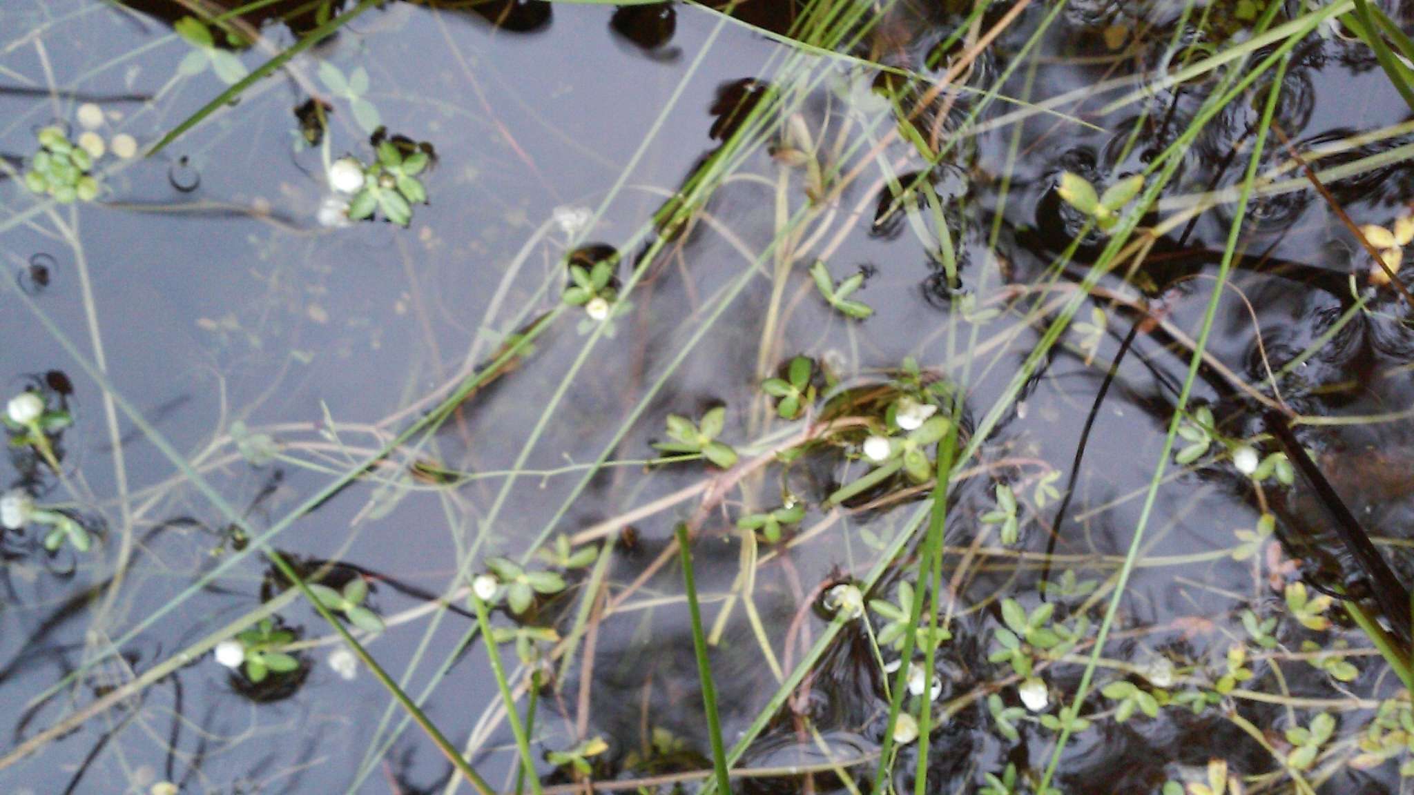 Image of Lobb's Water-Crowfoot