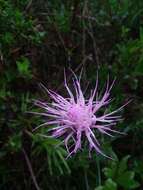 Imagem de Cirsium lecontei Torr. & A. Gray