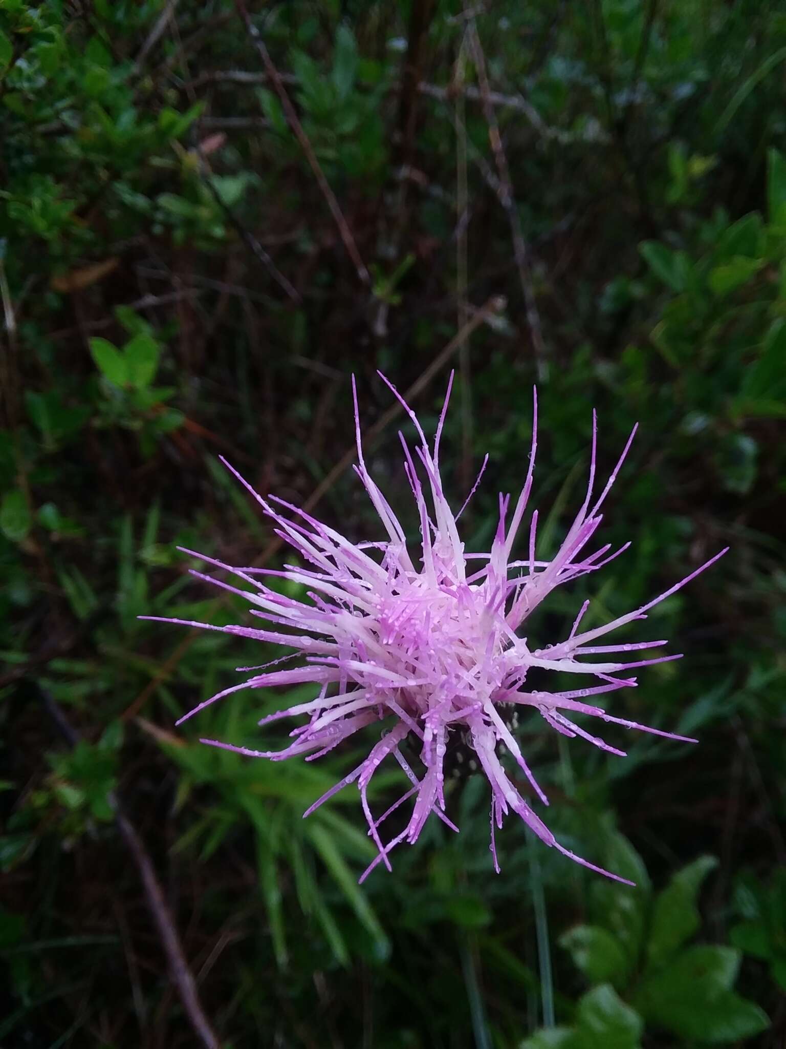 Imagem de Cirsium lecontei Torr. & A. Gray