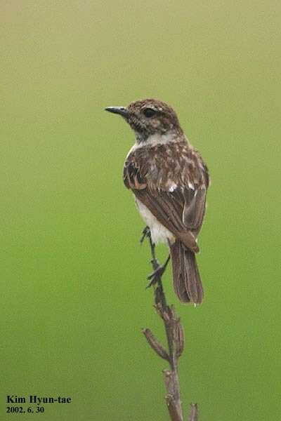 Image of Stejneger's Stonechat