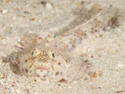 Image of Barehead goby