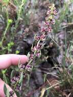 Image of sea beet