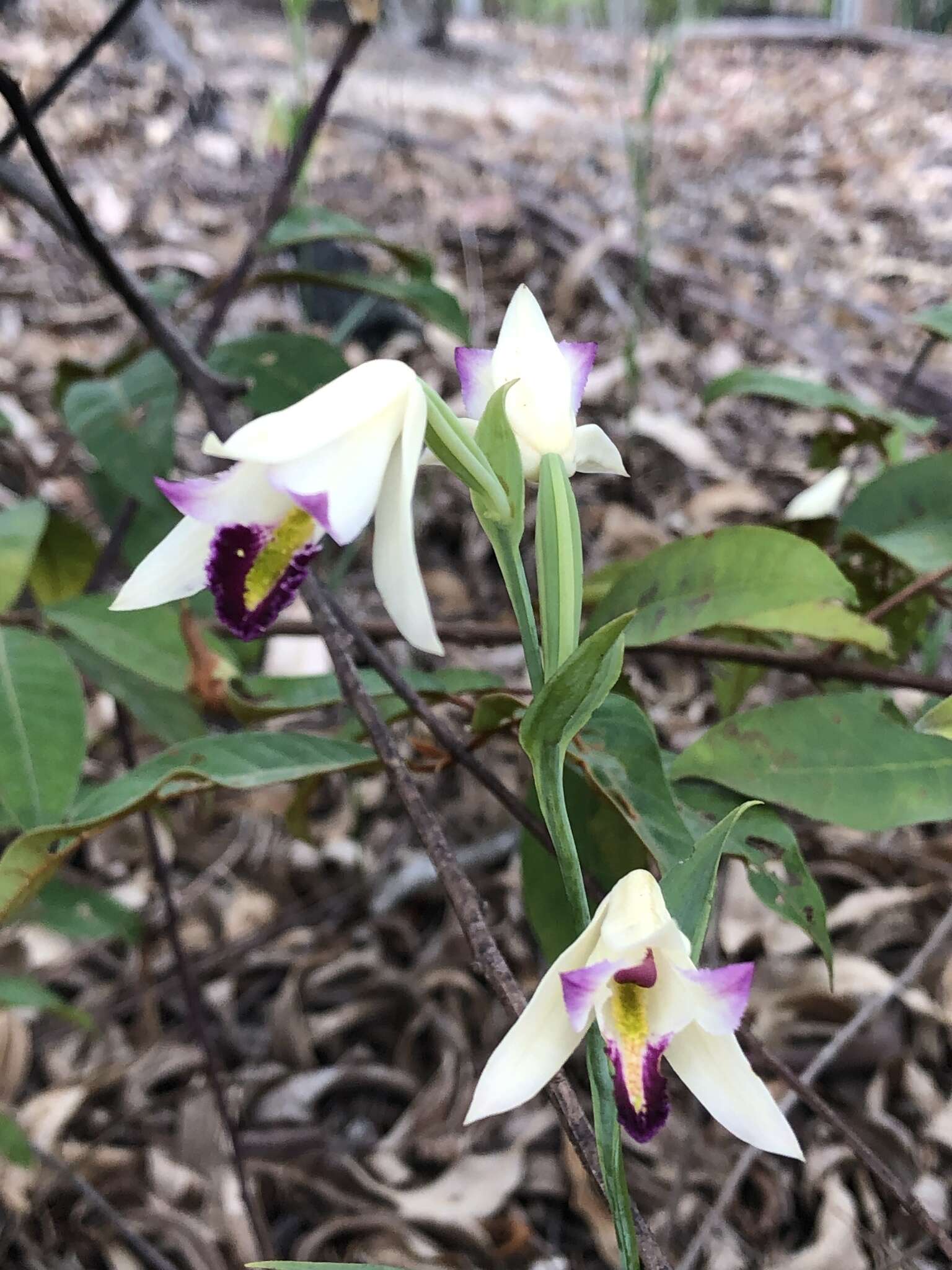 Imagem de Cleistes rodriguesii (Cogn.) Campacci