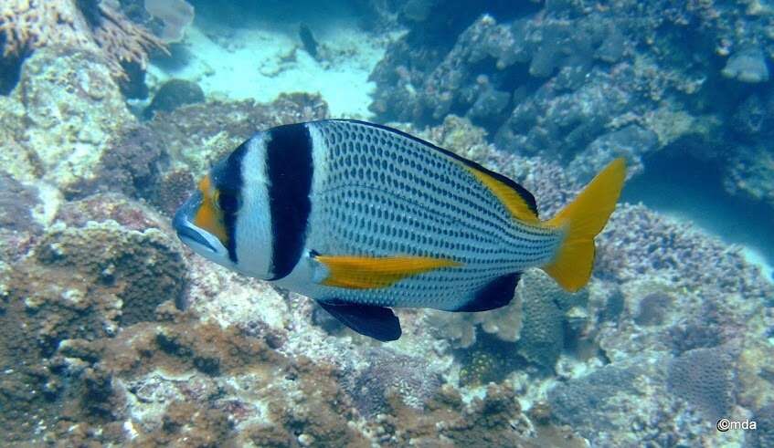 Image of Bridled seabream