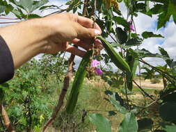 Image of Brazilian jackbean